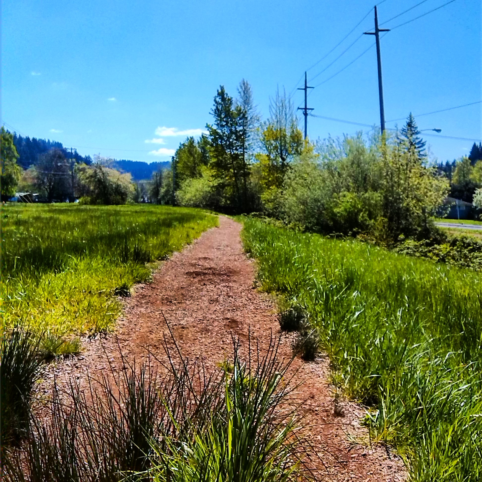 Rexius Trail • Eugene • Oregon Runs