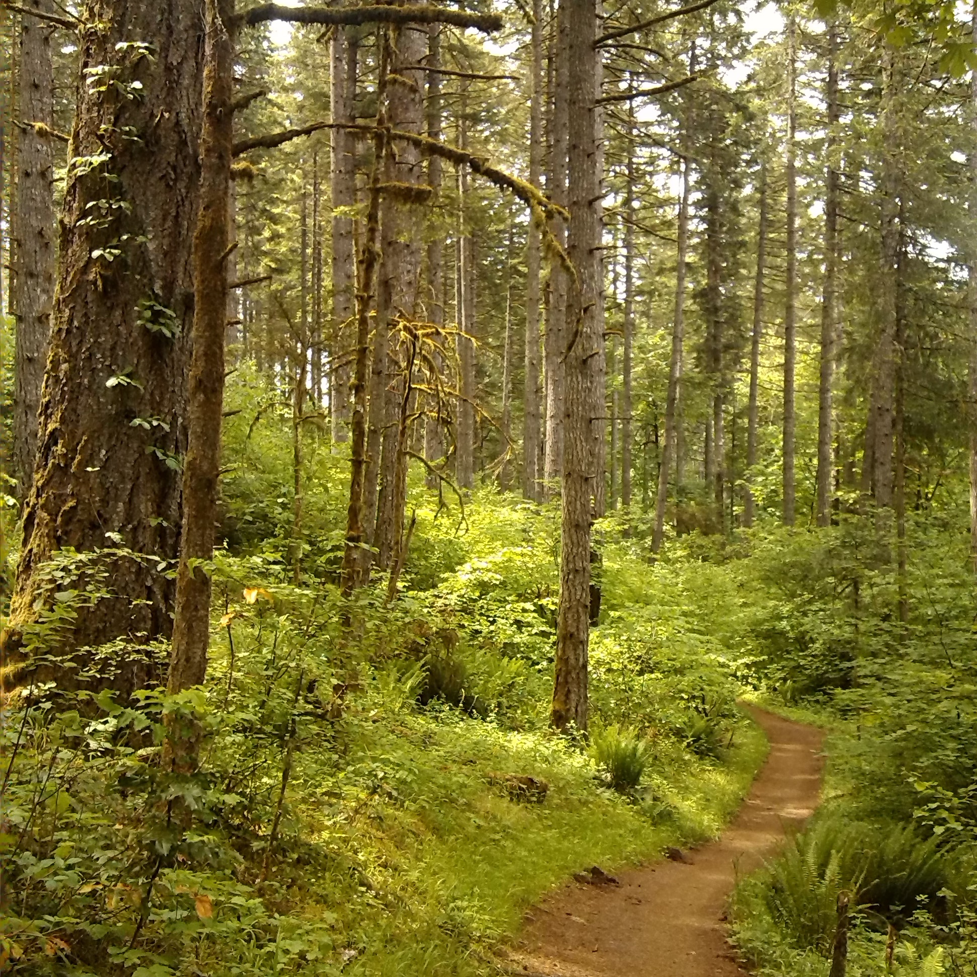 Dimple Hill • Corvallis • Oregon Runs